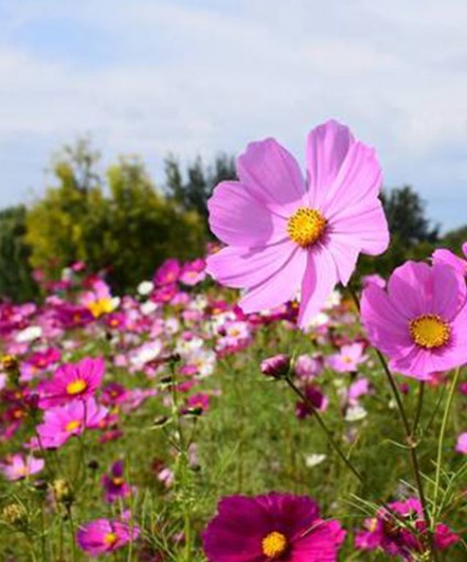 波斯菊花海