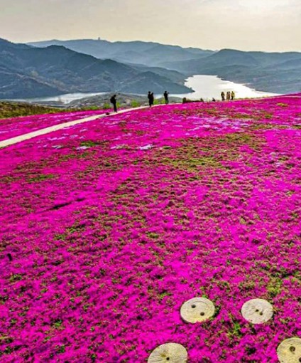 芝櫻花海