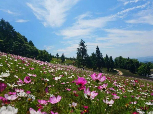 花海景觀(guān)