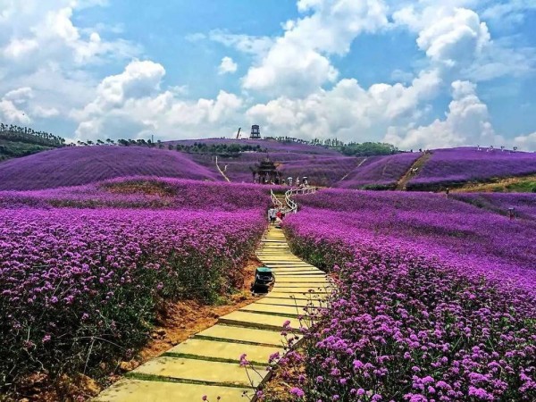 花海景觀(guān)